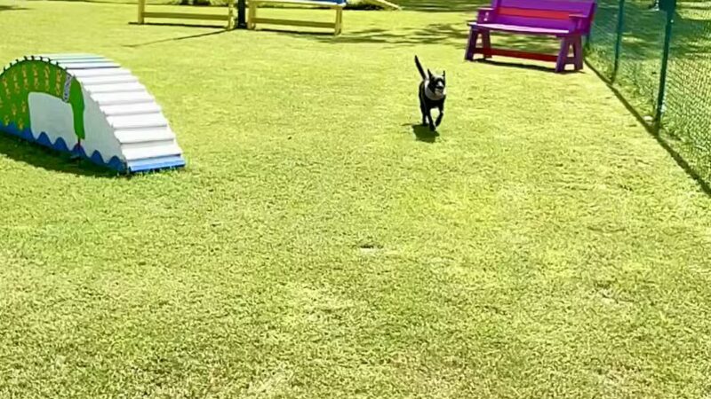 Kelly & Buddy's Private Dog Park - Huntsville, AL