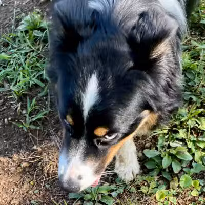 Kelly & Buddy's Private Dog Park - Huntsville, AL