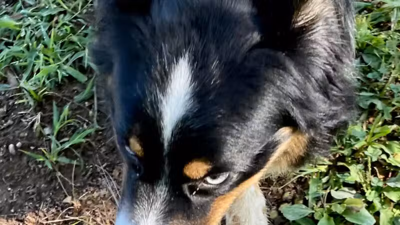 Kelly & Buddy's Private Dog Park - Huntsville, AL