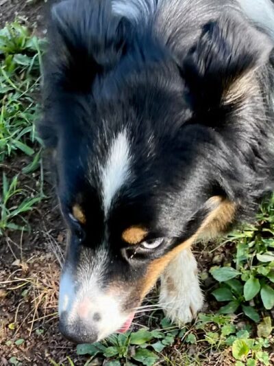 Kelly & Buddy's Private Dog Park - Huntsville, AL