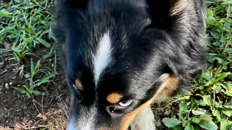 Kelly & Buddy's Private Dog Park - Huntsville, AL