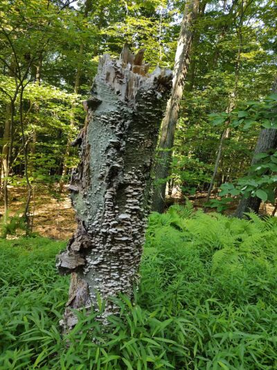 Whites Woods Nature Center - Indiana, PA