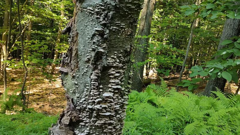 Whites Woods Nature Center - Indiana, PA