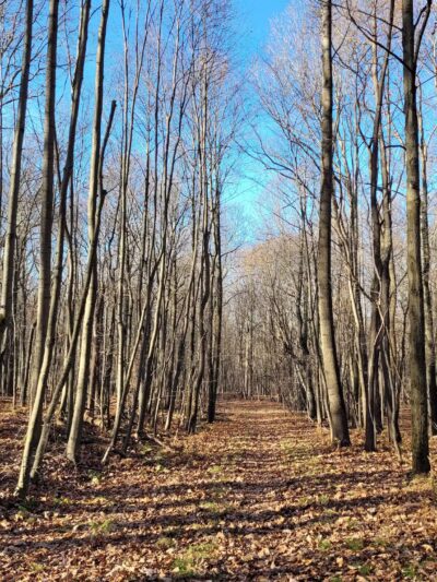 Whites Woods Nature Center - Indiana, PA