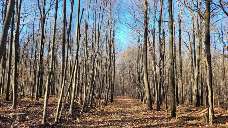 Whites Woods Nature Center - Indiana, PA