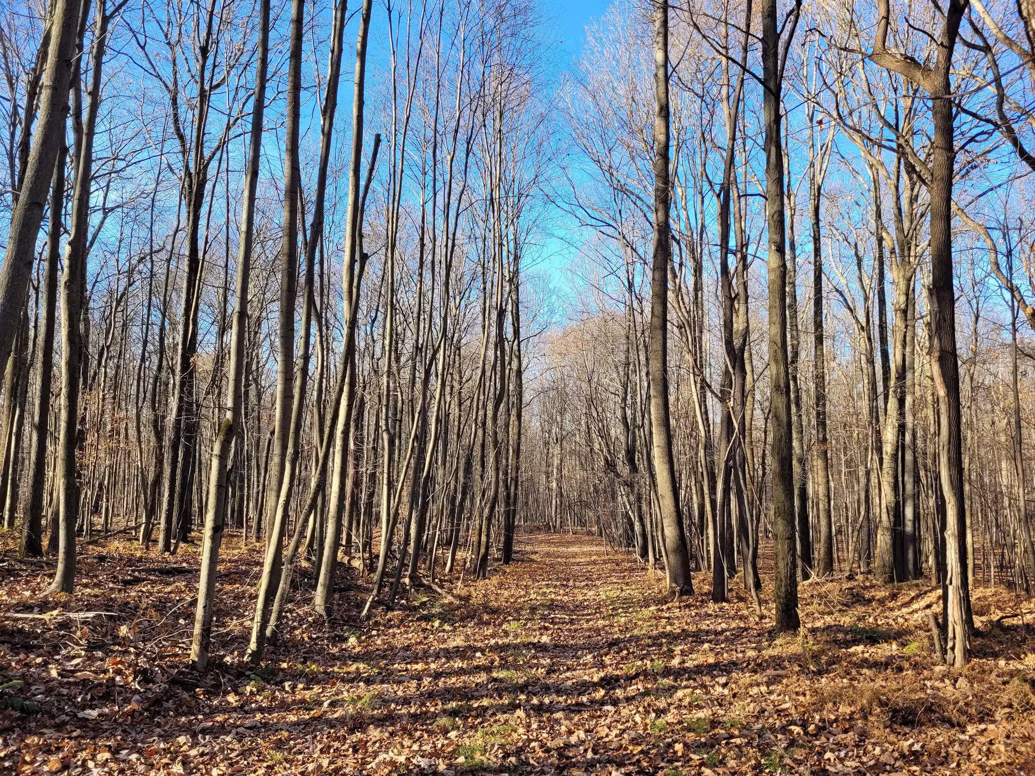 Whites Woods Nature Center - Indiana, PA