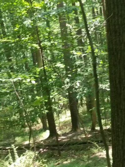 Whites Woods Nature Center - Indiana, PA