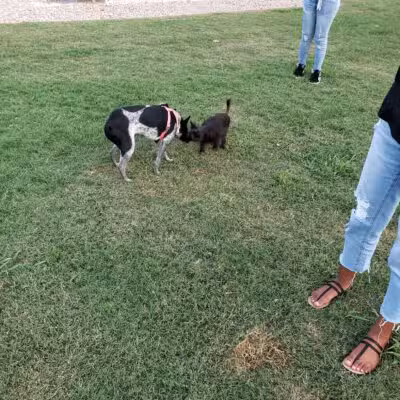 Irving Dog Park - Irving, TX