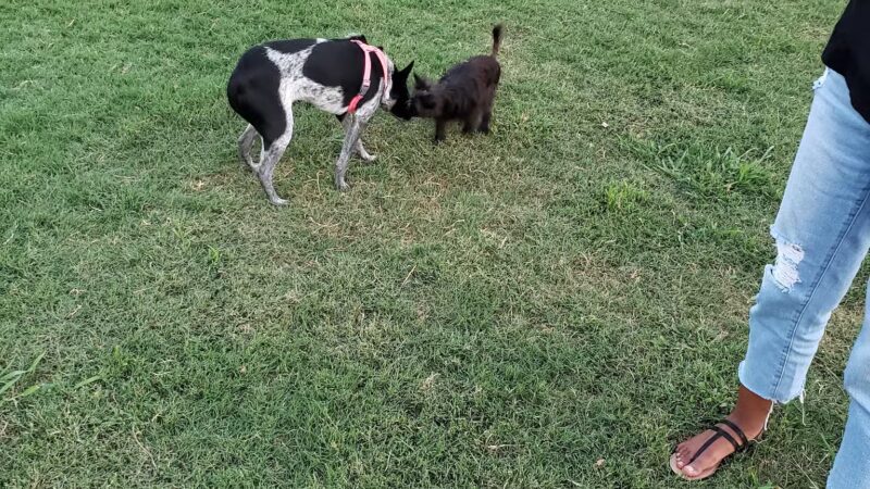 Irving Dog Park - Irving, TX