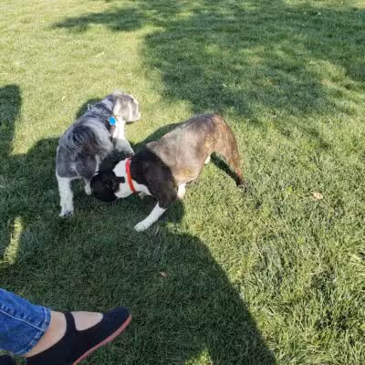 Irving Dog Park - Irving, TX