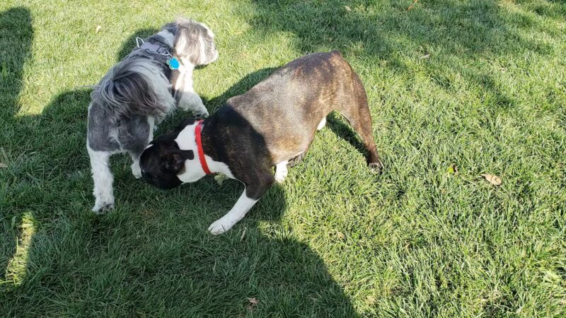 Irving Dog Park - Irving, TX