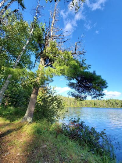 Hogback Lake Rustic Campground & Backcountry Sites - Isabella, MN