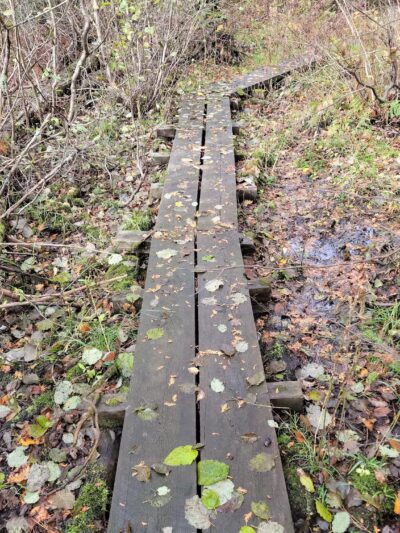 Hogback Lake Rustic Campground & Backcountry Sites - Isabella, MN