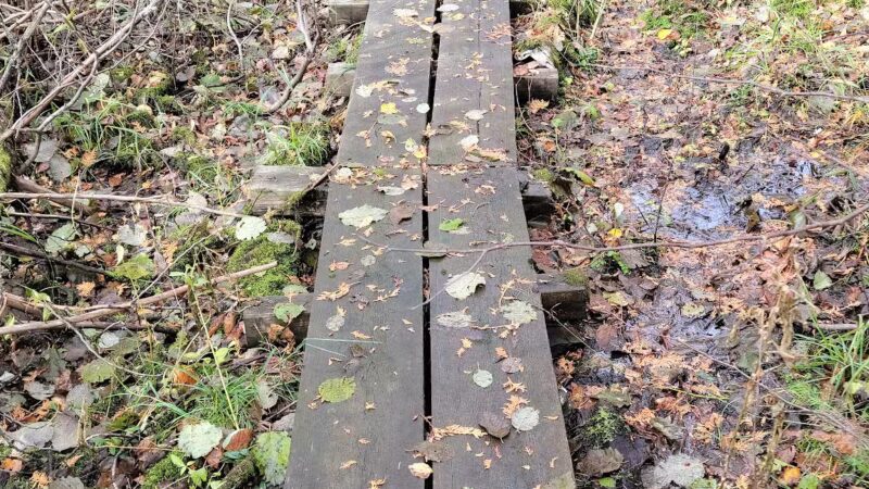 Hogback Lake Rustic Campground & Backcountry Sites - Isabella, MN