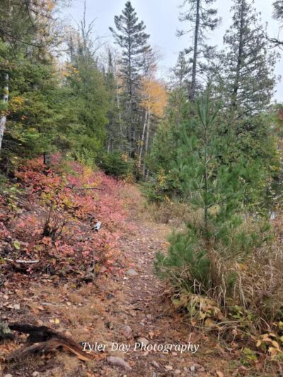 Hogback Lake Rustic Campground & Backcountry Sites - Isabella, MN