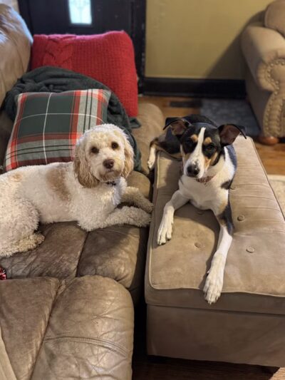 The Dog Dasher - Jacksboro, TN