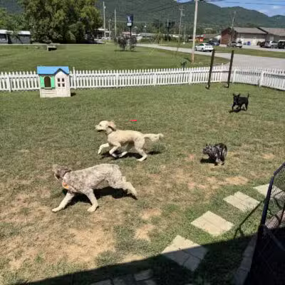 The Dog Dasher - Jacksboro, TN