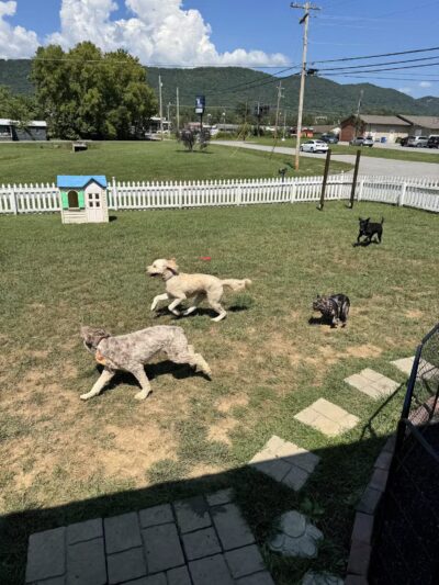 The Dog Dasher - Jacksboro, TN