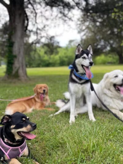 The Dog Dasher - Jacksboro, TN