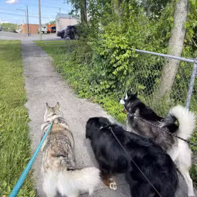 The Dog Dasher - Jacksboro, TN