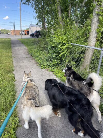 The Dog Dasher - Jacksboro, TN