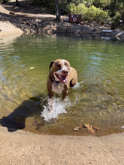 Dog & Pony Ranch - Jackson, CA