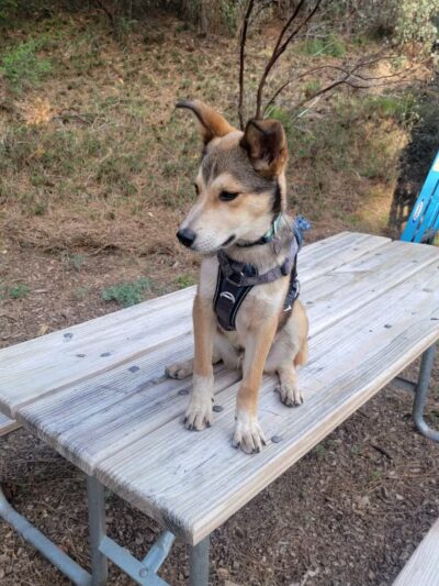 Humane Society of Tuolumne County - Jamestown, CA