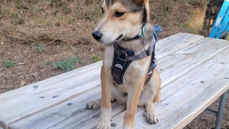 Humane Society of Tuolumne County - Jamestown, CA