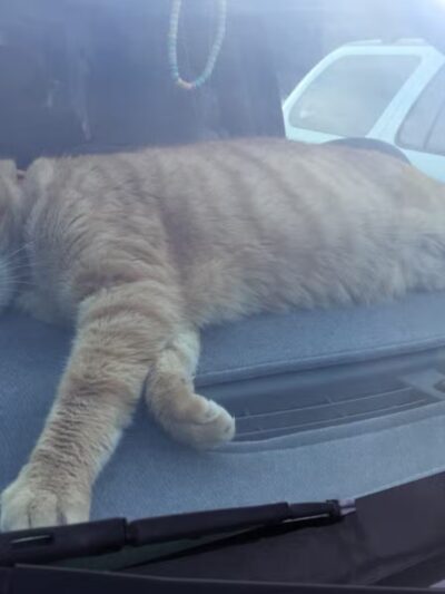 Humane Society of Tuolumne County - Jamestown, CA