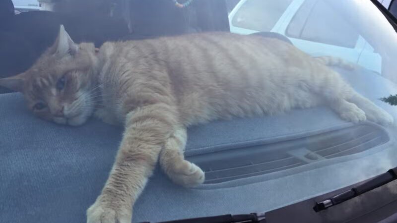 Humane Society of Tuolumne County - Jamestown, CA