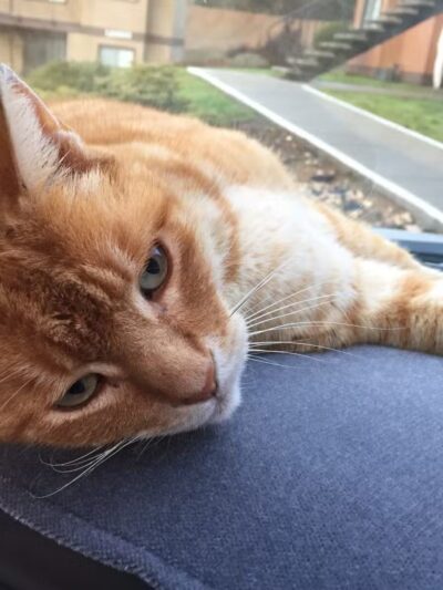 Humane Society of Tuolumne County - Jamestown, CA