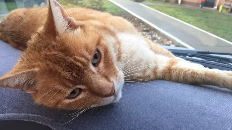 Humane Society of Tuolumne County - Jamestown, CA