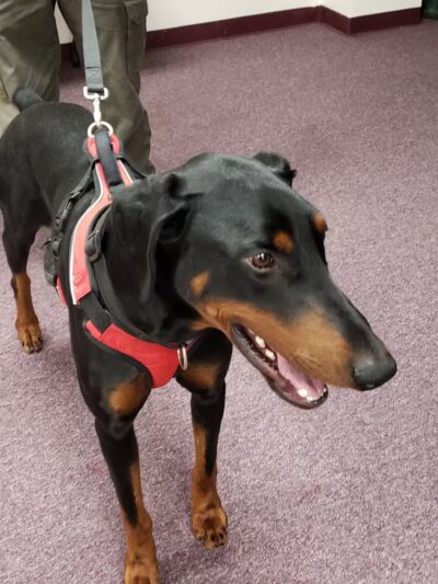 Humane Society of Tuolumne County - Jamestown, CA