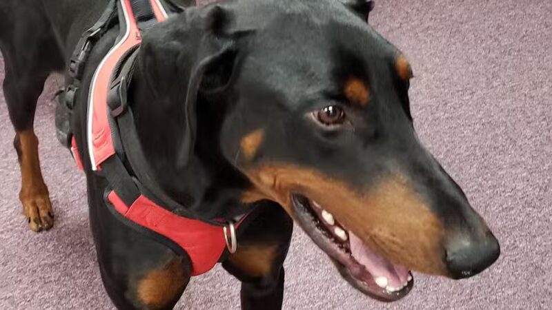 Humane Society of Tuolumne County - Jamestown, CA