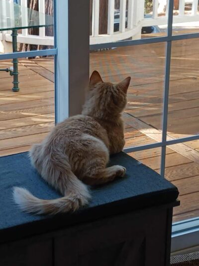 Humane Society of Tuolumne County - Jamestown, CA