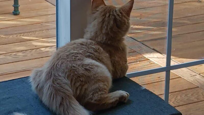 Humane Society of Tuolumne County - Jamestown, CA