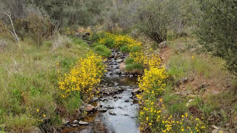 Red Hills Recreational Management Area - Jamestown, CA