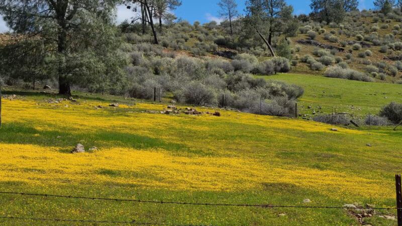 Red Hills Recreational Management Area - Jamestown, CA
