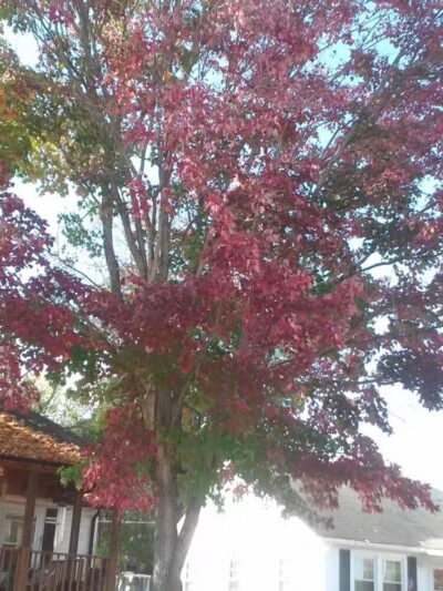 Centennial Park - Jefferson City, TN