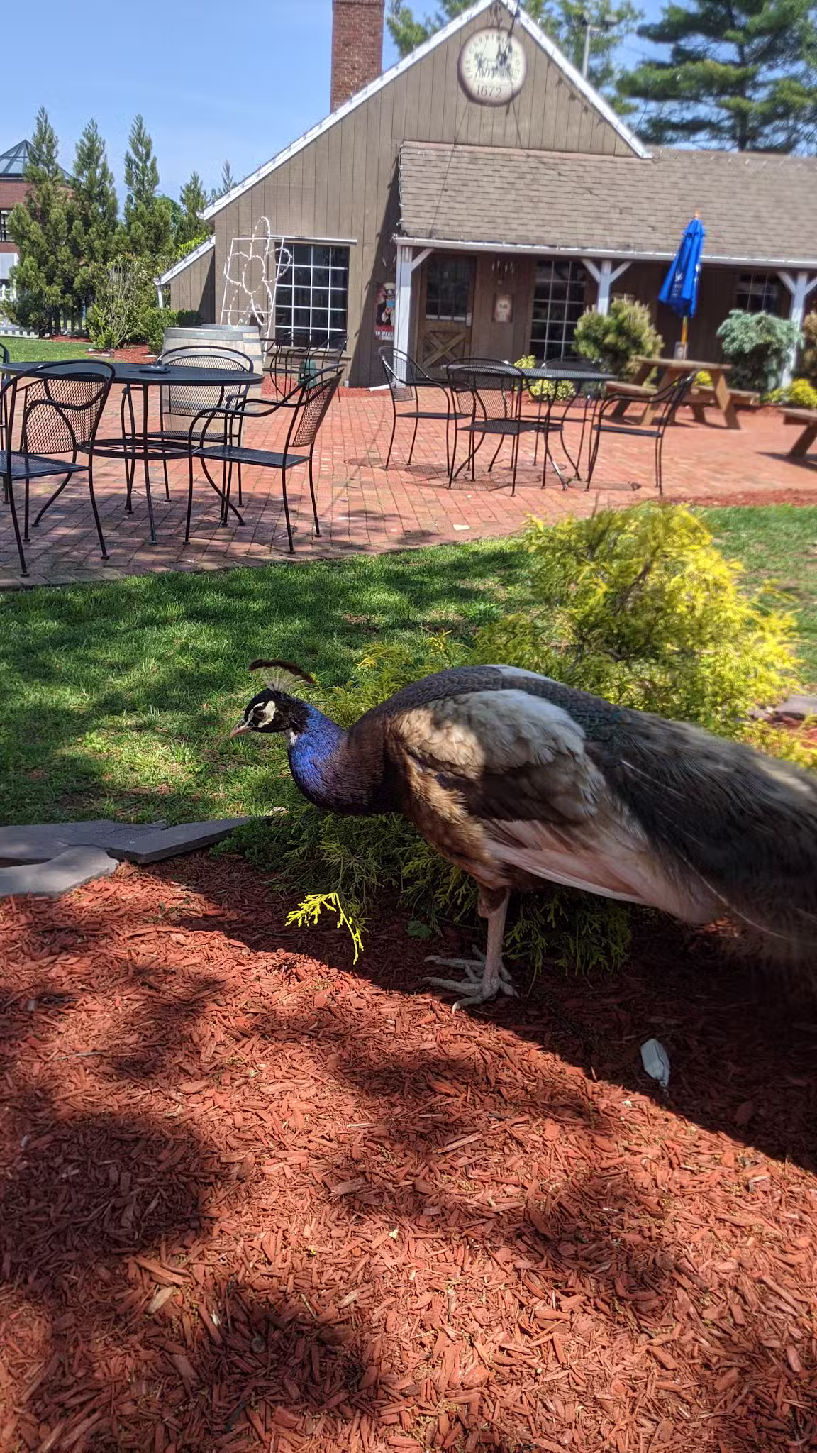 Jericho Commons - Jericho, NY
