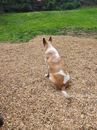 Connie's Dogtopia - Johnson City, TN