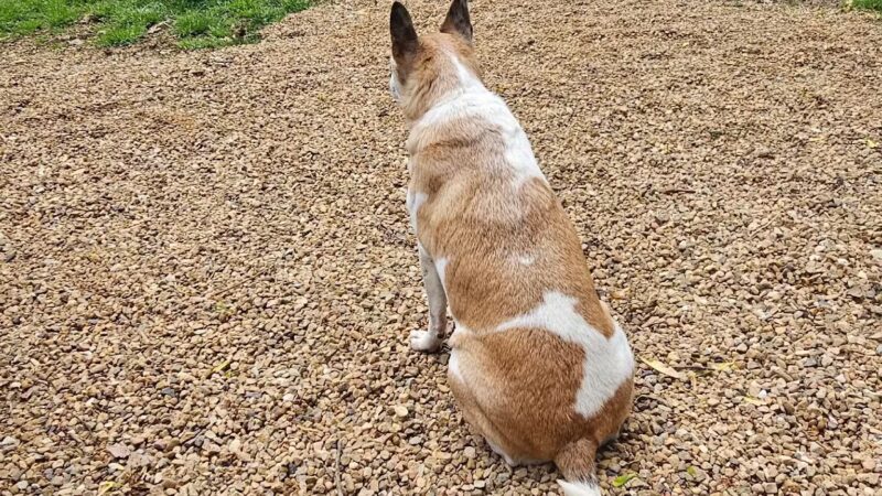 Connie's Dogtopia - Johnson City, TN