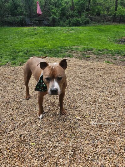 Connie's Dogtopia - Johnson City, TN