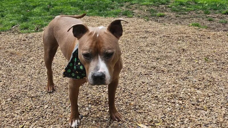 Connie's Dogtopia - Johnson City, TN