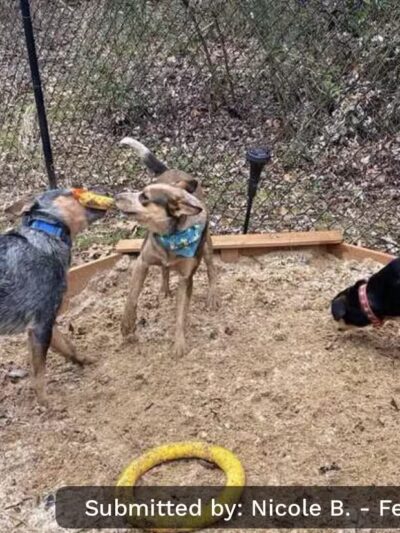 Connie's Dogtopia - Johnson City, TN