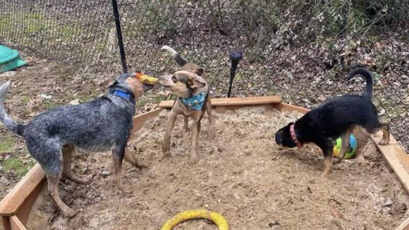 Connie's Dogtopia - Johnson City, TN