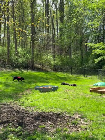 Connie's Dogtopia - Johnson City, TN