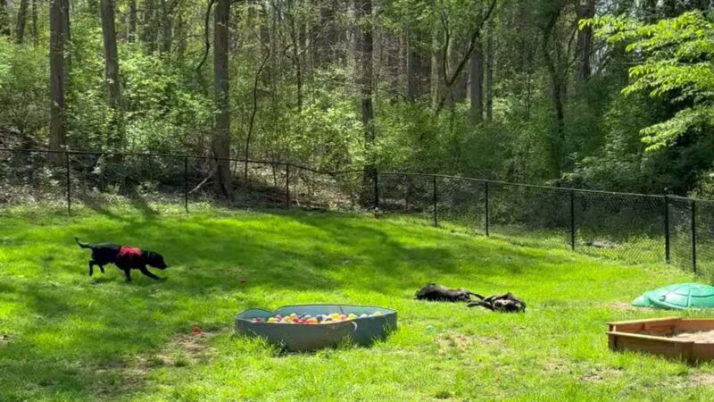 Connie's Dogtopia - Johnson City, TN