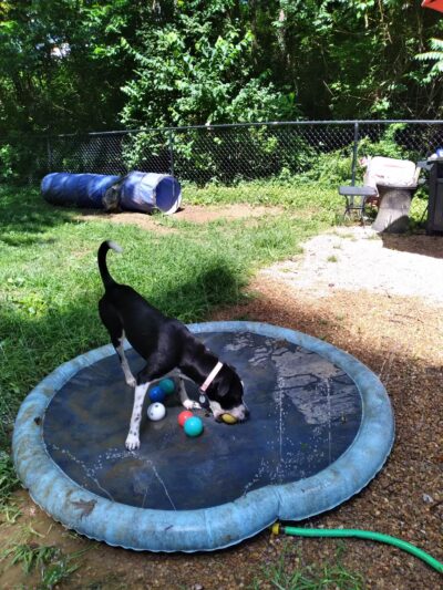 Connie's Dogtopia - Johnson City, TN