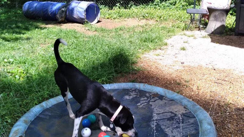 Connie's Dogtopia - Johnson City, TN